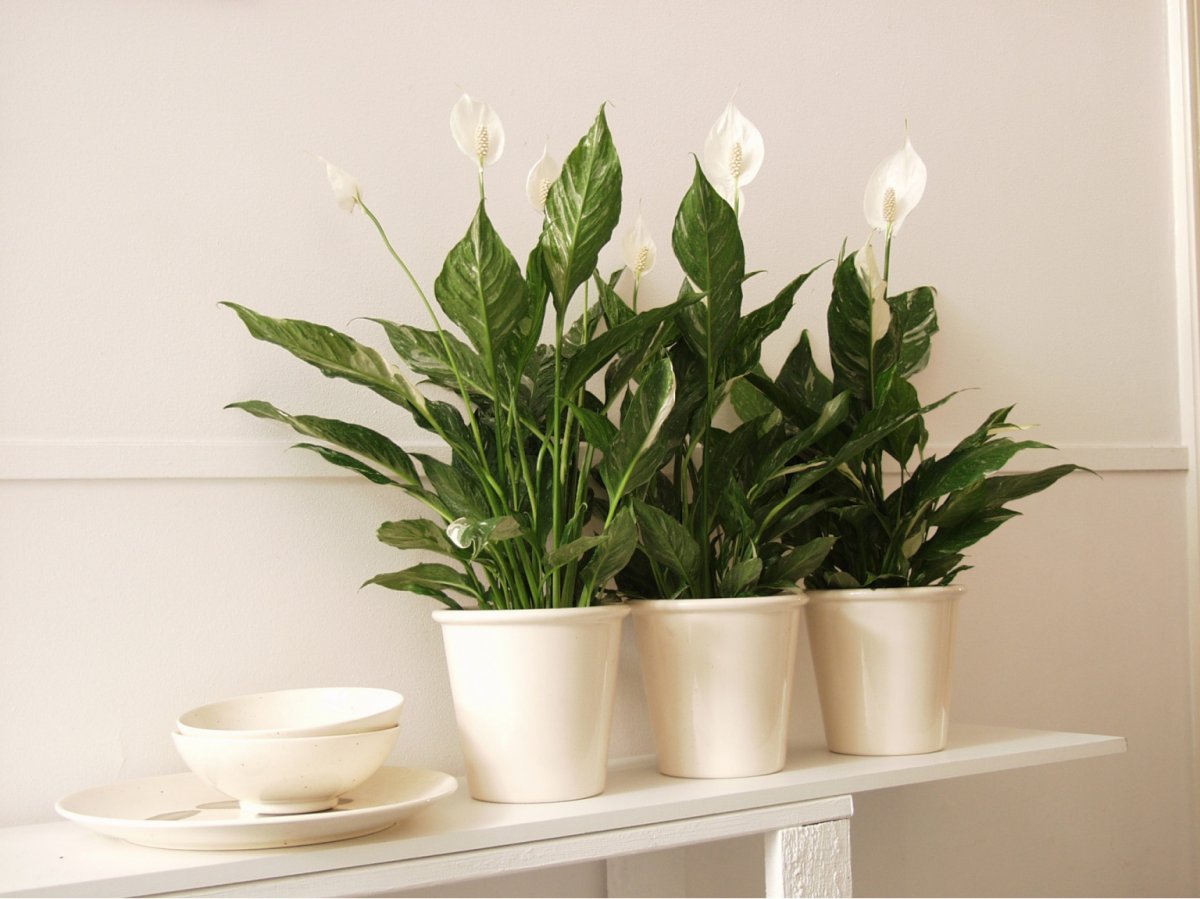 Спатифиллум Уоллиса (Spathiphyllum wallisii)