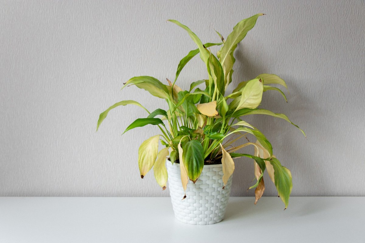 Спатифиллум (Peace Lily)