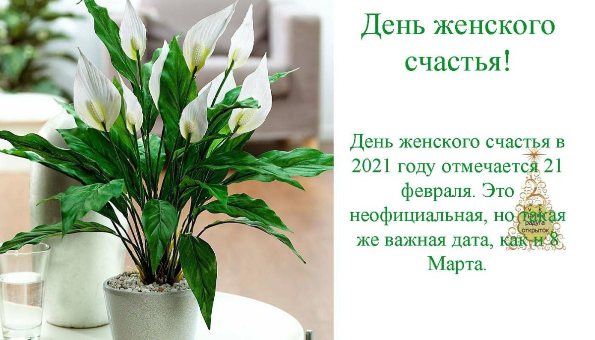 Спатифиллум Свит Лауретта