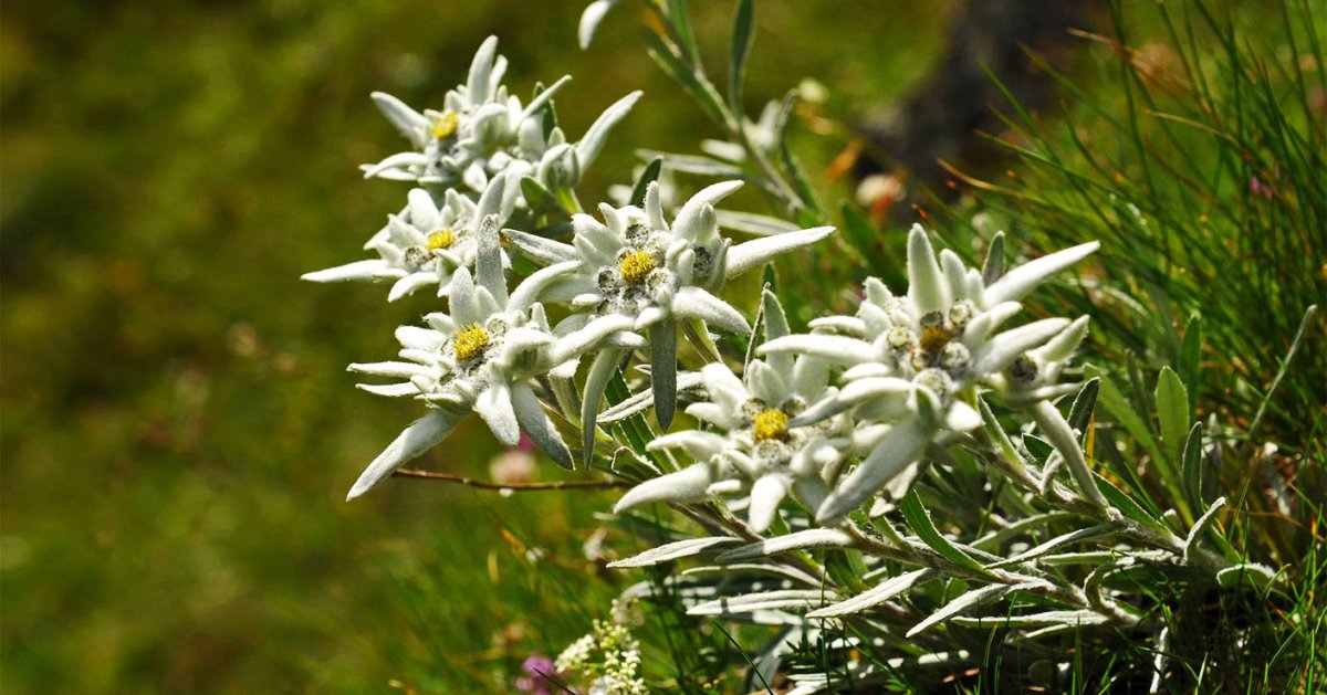 Эдельвейс (Edelweiss) в букете