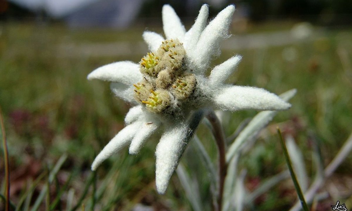 Эдельвейс (Edelweiss) в букете
