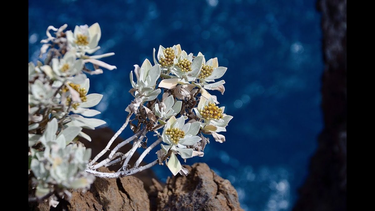 Leontopodium alpinum Cass. Эдельвейс Альпийский