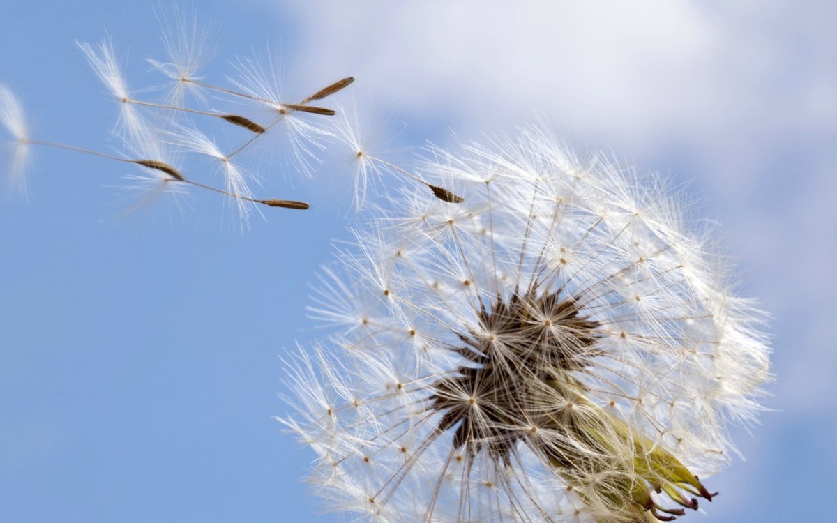 Зонтичные (Umbelliferae(Apiaceae))