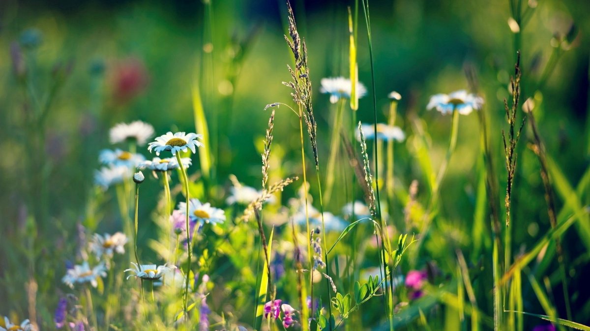 Пастернак посевной (pastinaca Sylvestris)