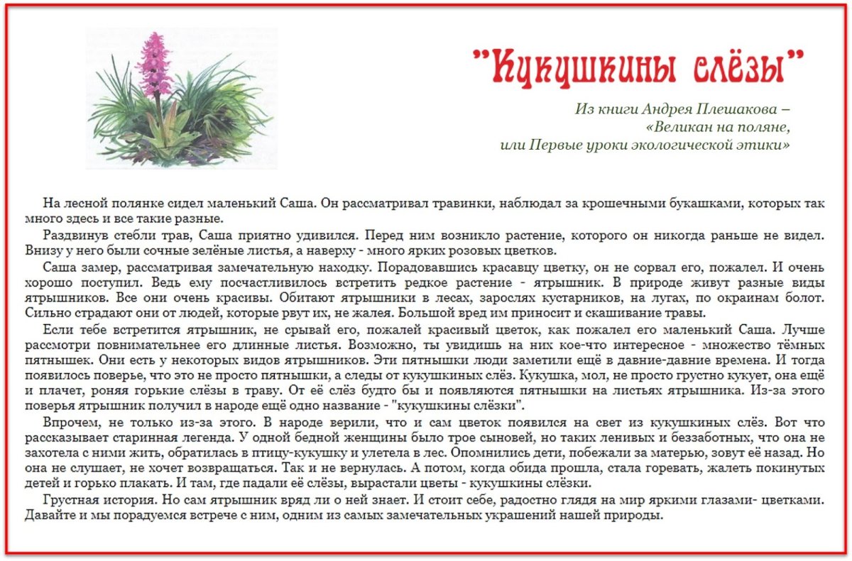 Великан на Поляне Кукушкины слезки и Одолень трава