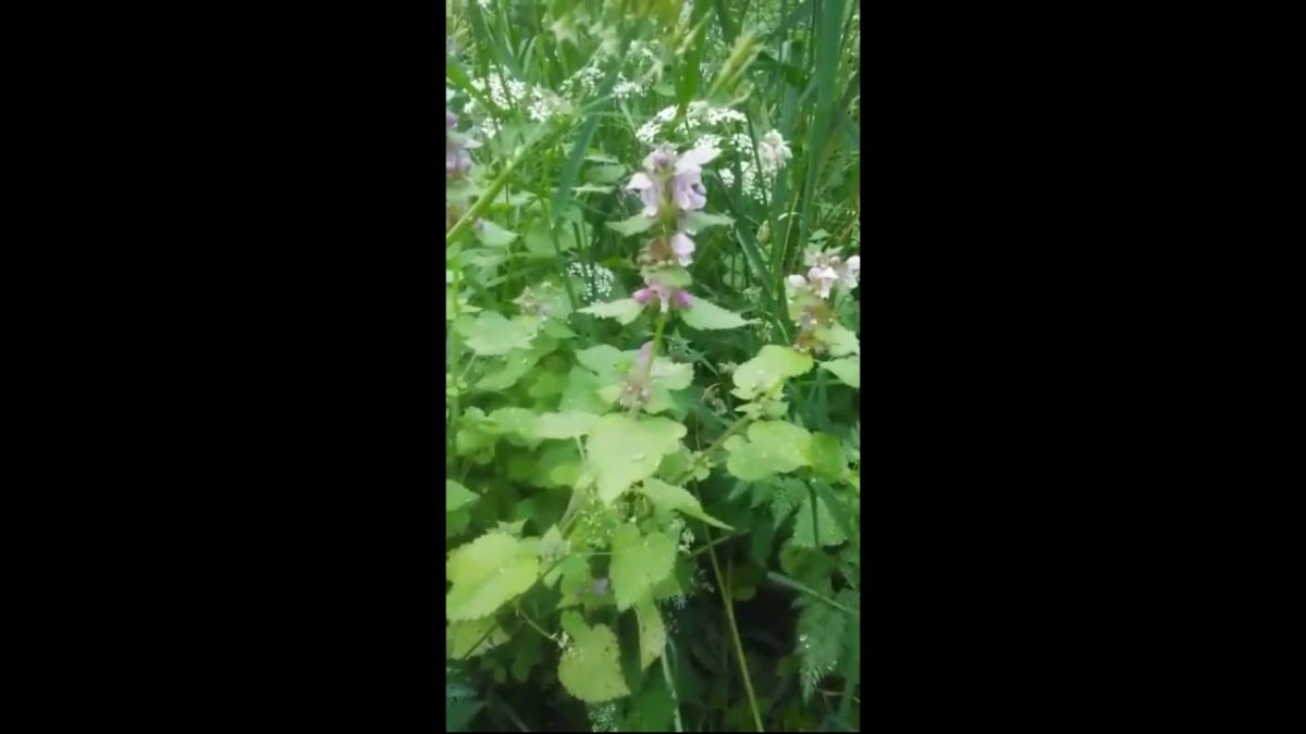Кукушкины слёзки
