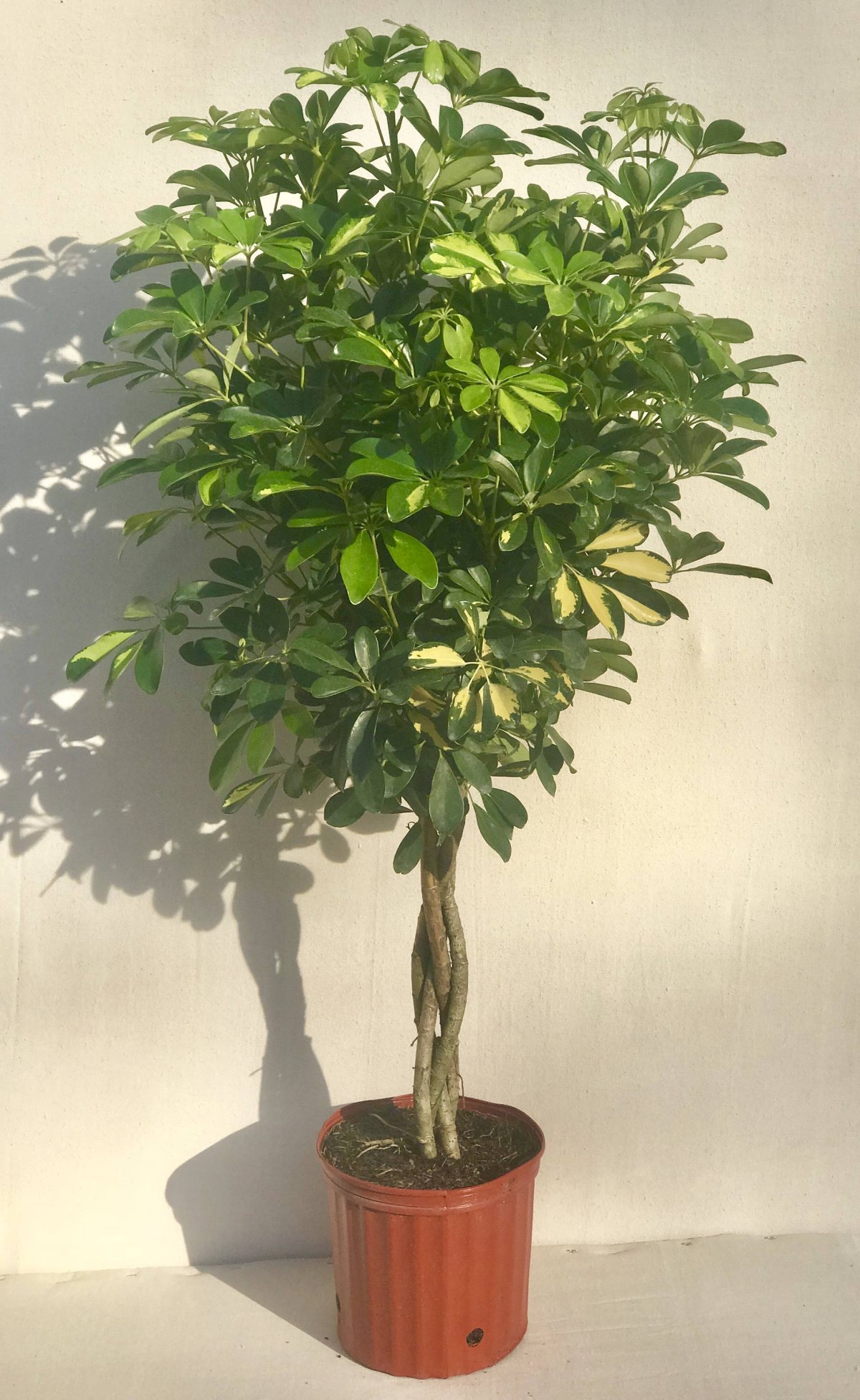 Schefflera arboricola цветок