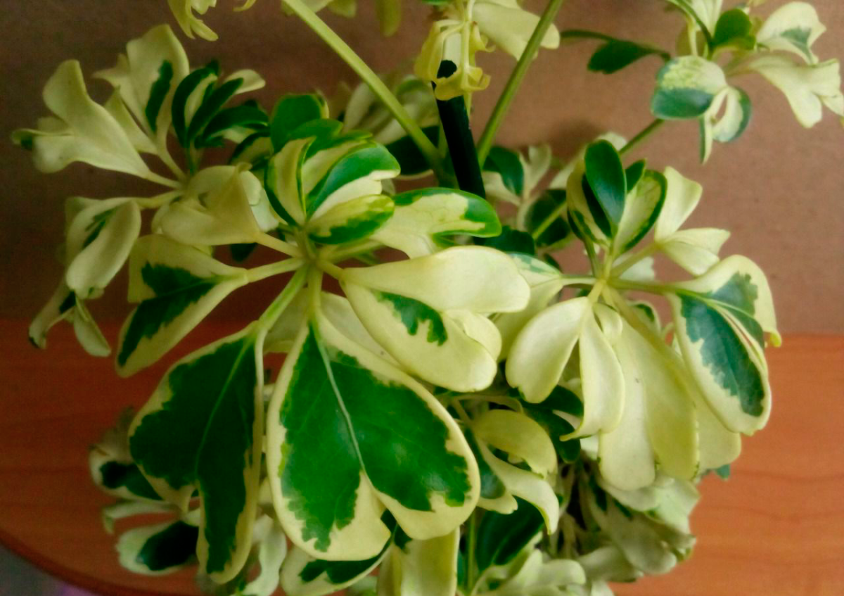 Шеффлера houseplants