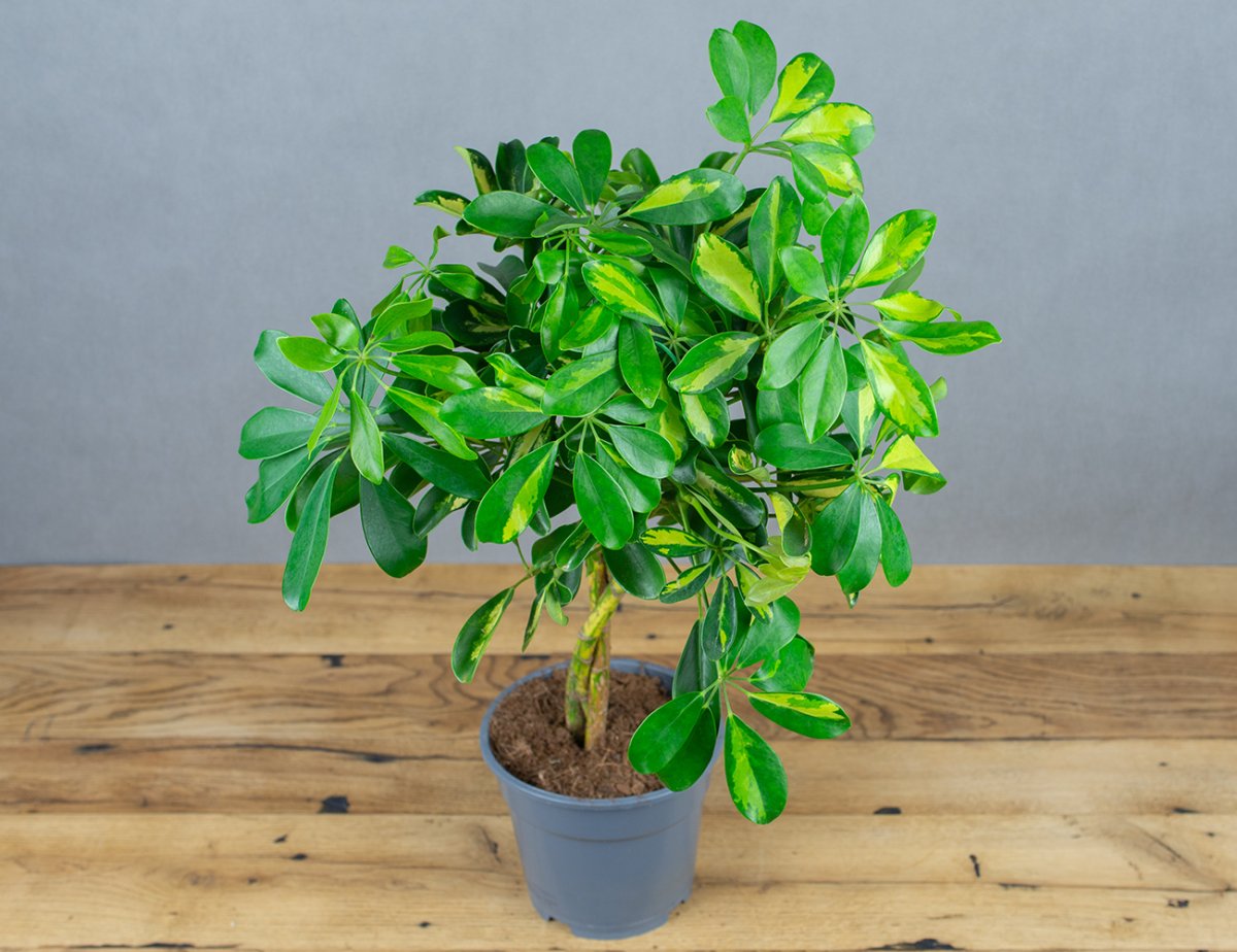 Schefflera arboricola цветок