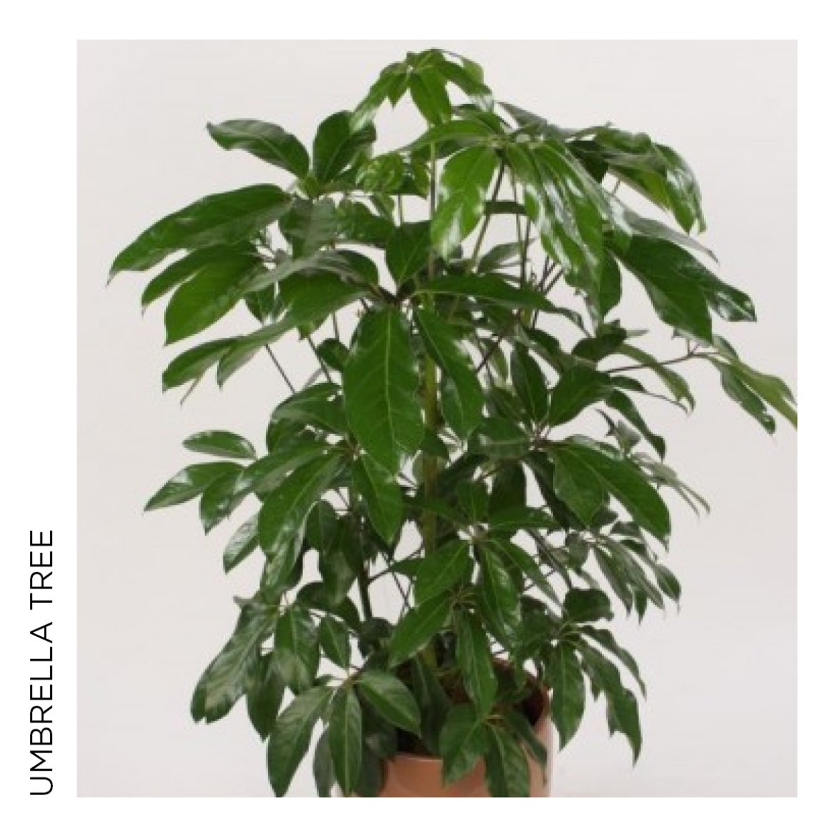 Schefflera Taiwaniana