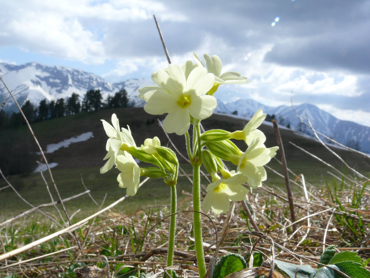 Лиана Амоян
