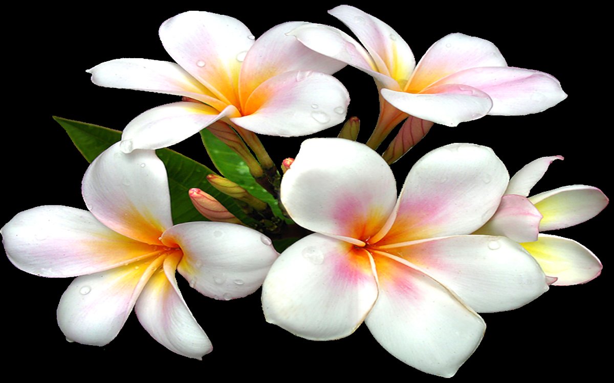 Плюмерия - Plumeria d12 h20