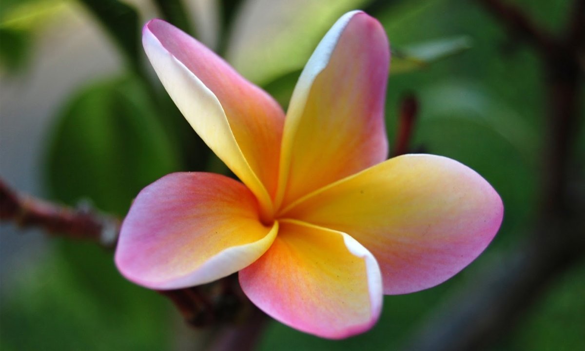 Plumeria Alba дерево