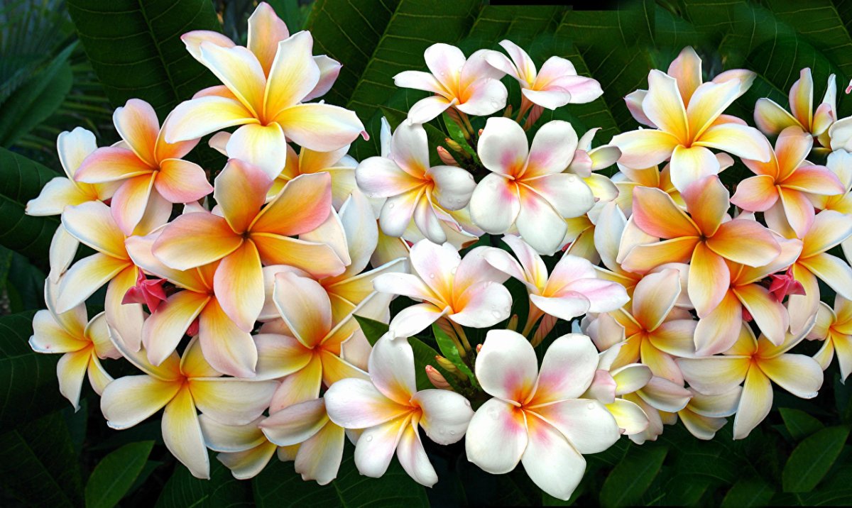 Flowers representing gratitude