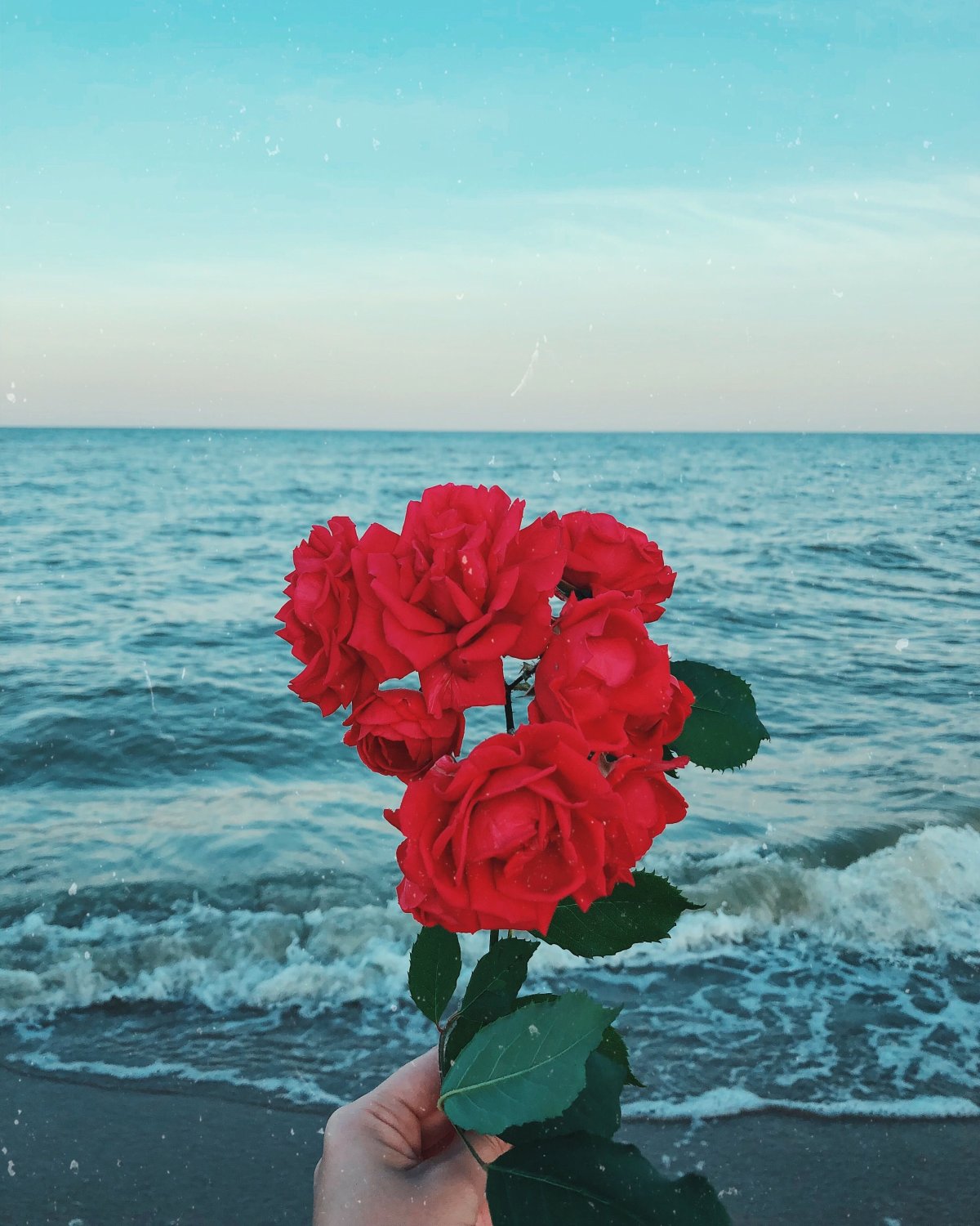 Цветы на берегу моря