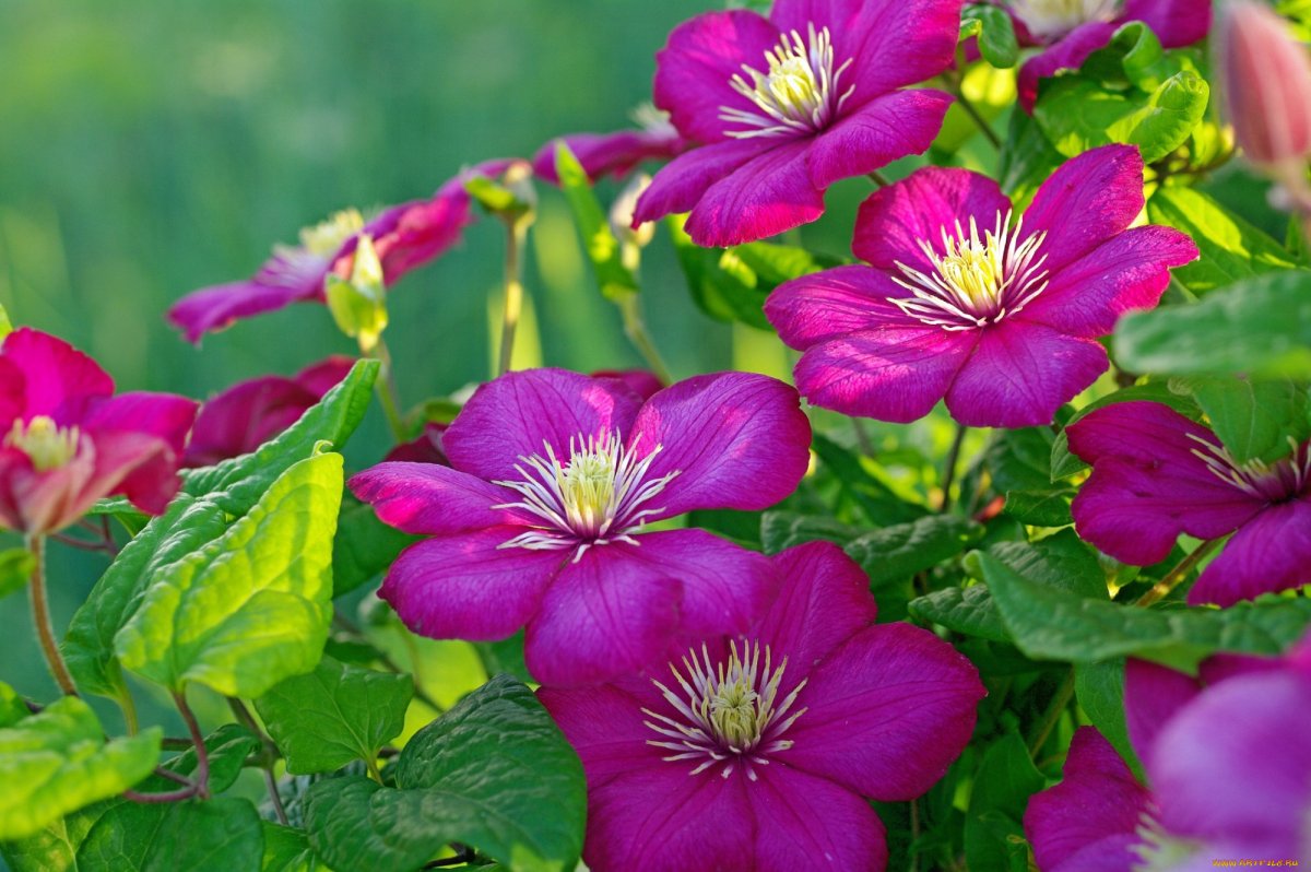 Клематис (Clematis)