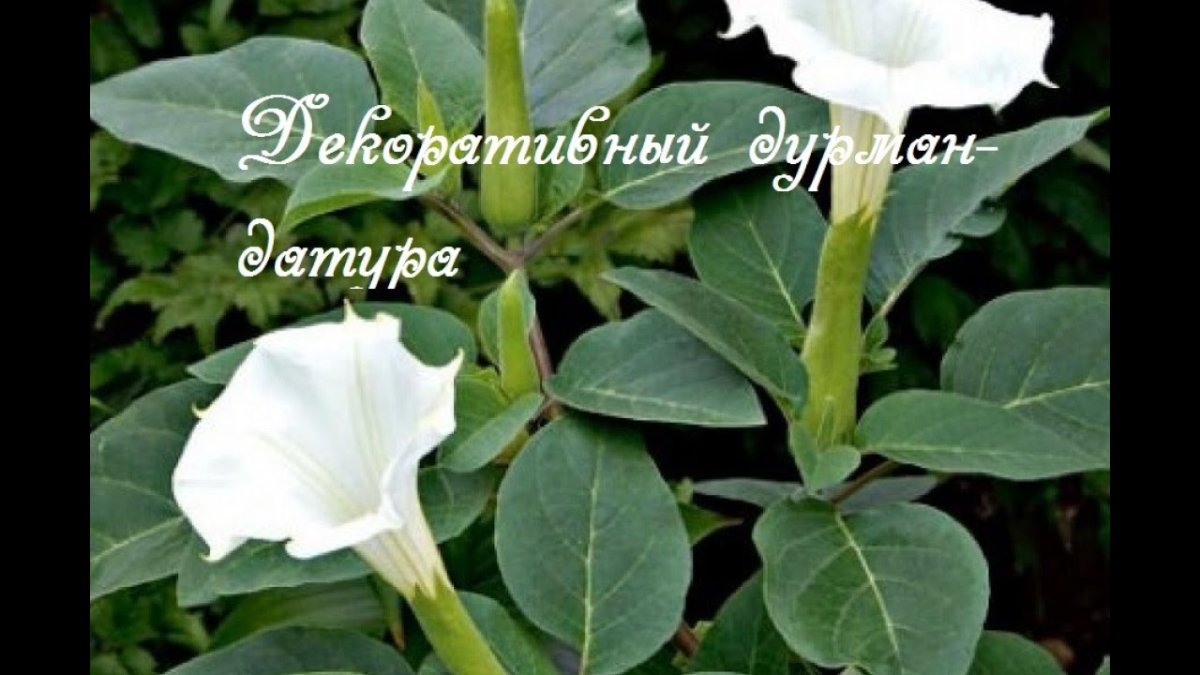 Датура метельчатая
