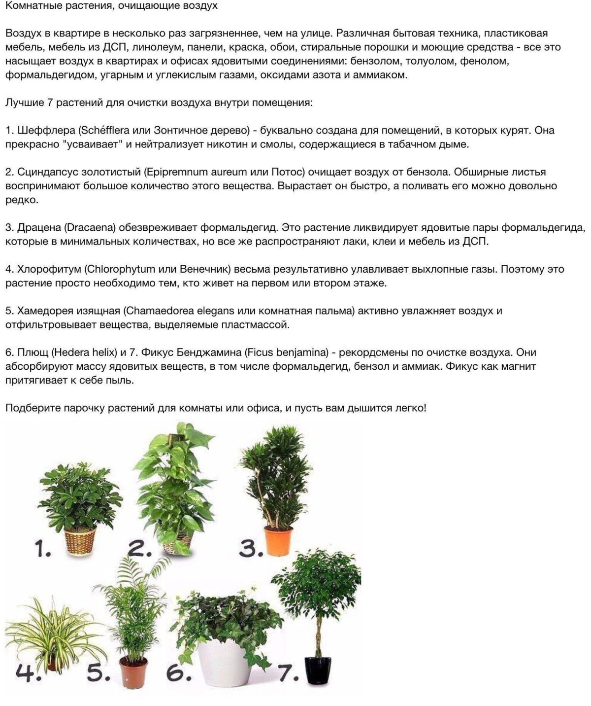 Комнатные растения
