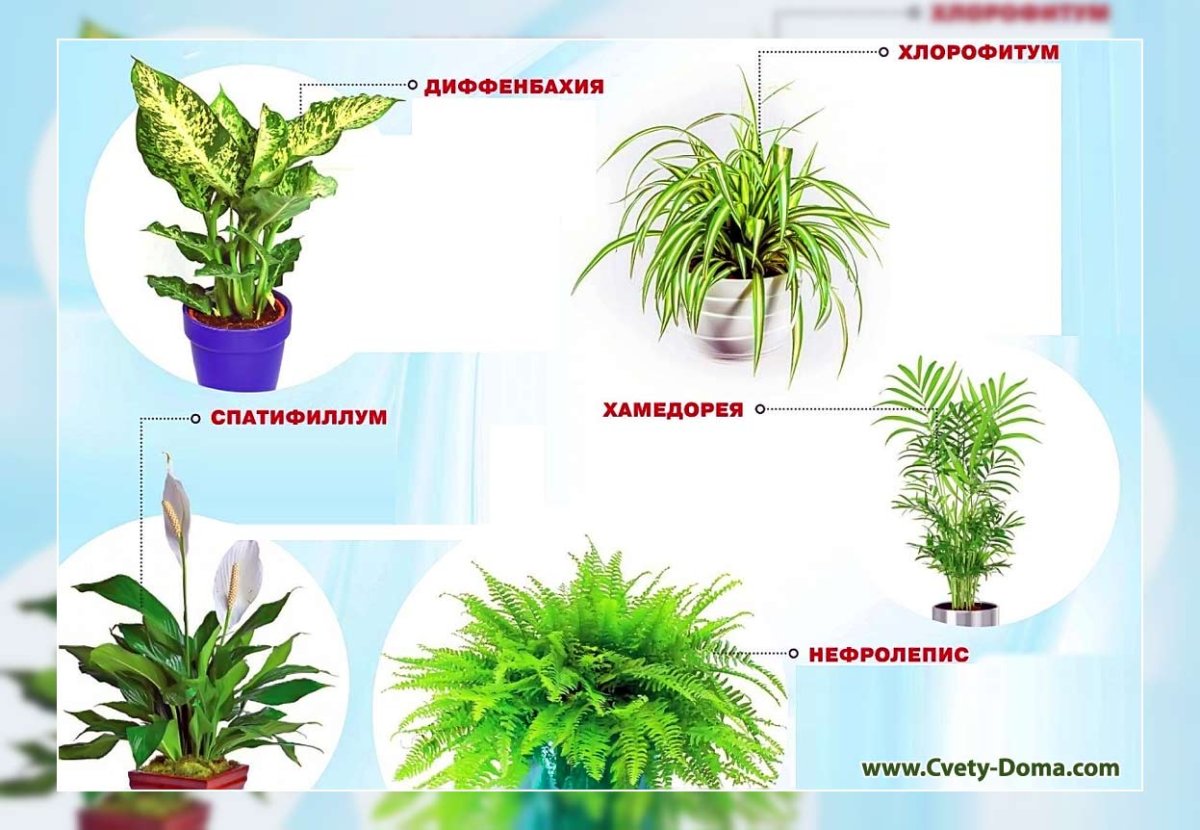 Растения очистители воздуха