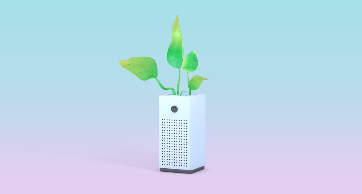 Sansevieria Plant