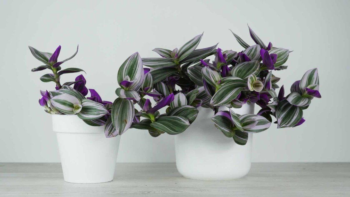 Традесканция albiflora Nanouk