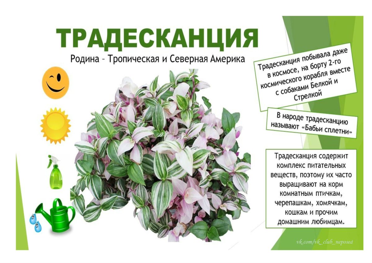 Паспорт комнатных растений в детском саду традесканция