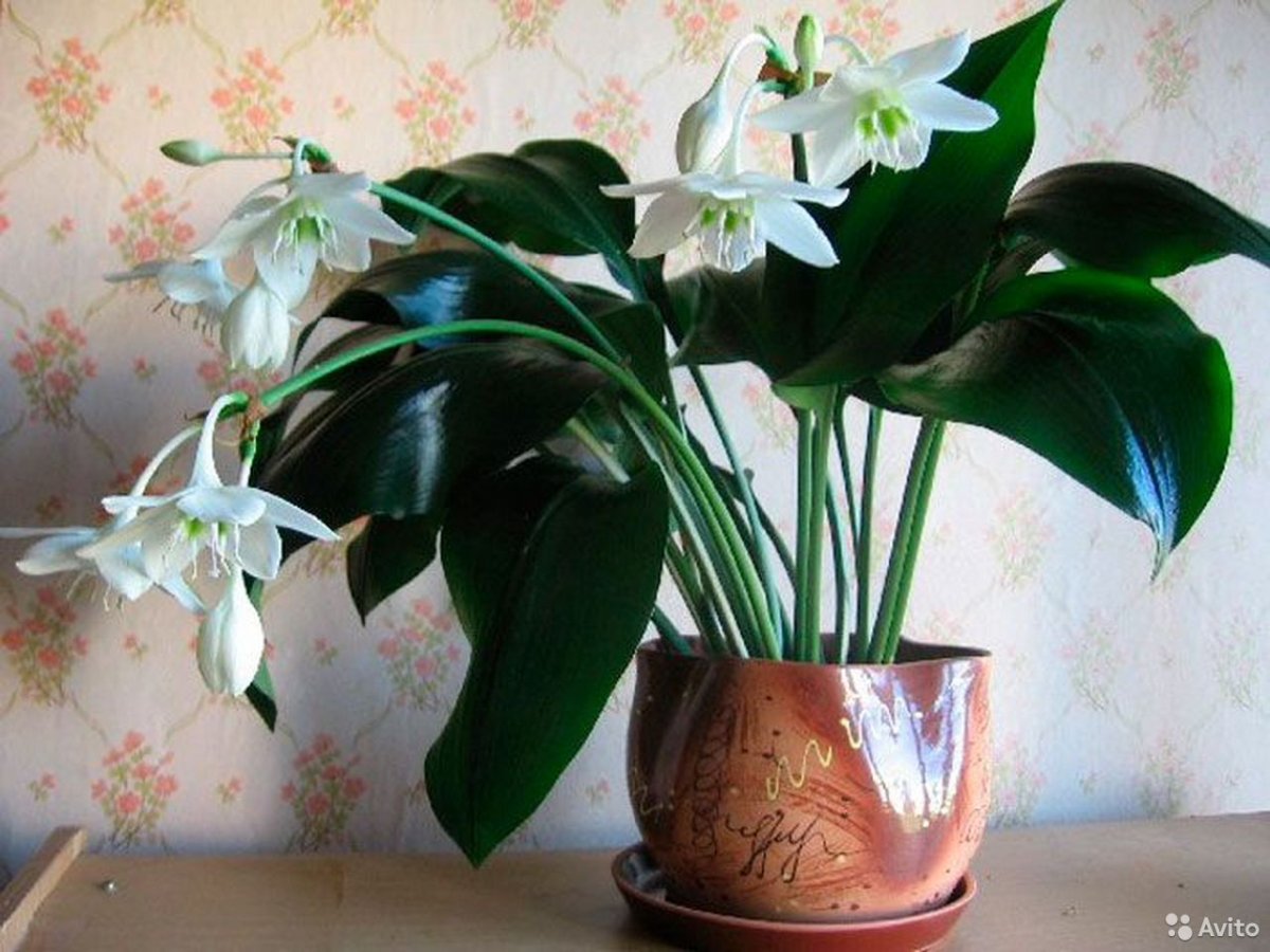 Эухарис Сандера (Eucharis sanderi)
