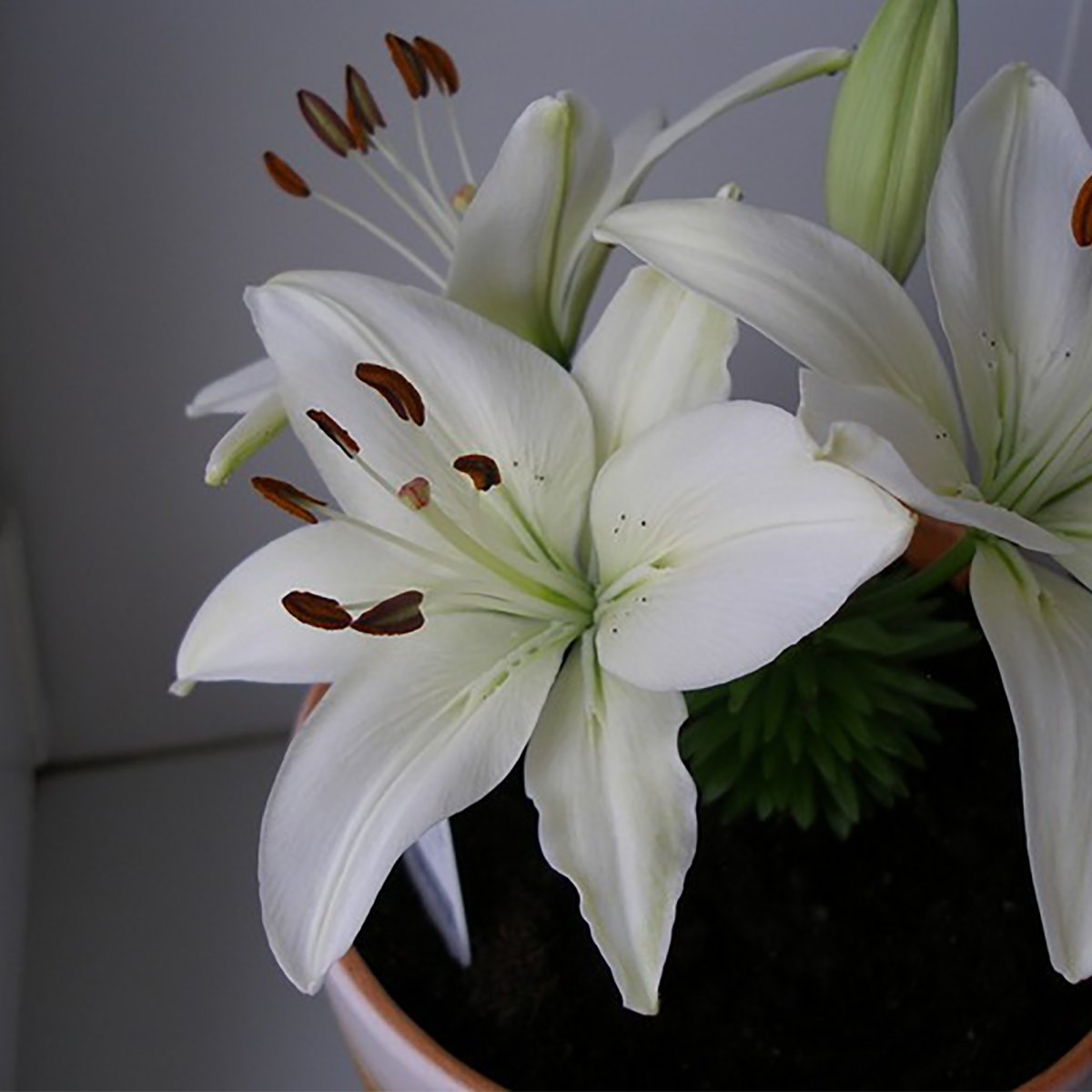 Эухарис, Амазонская Лилия (Eucharis)