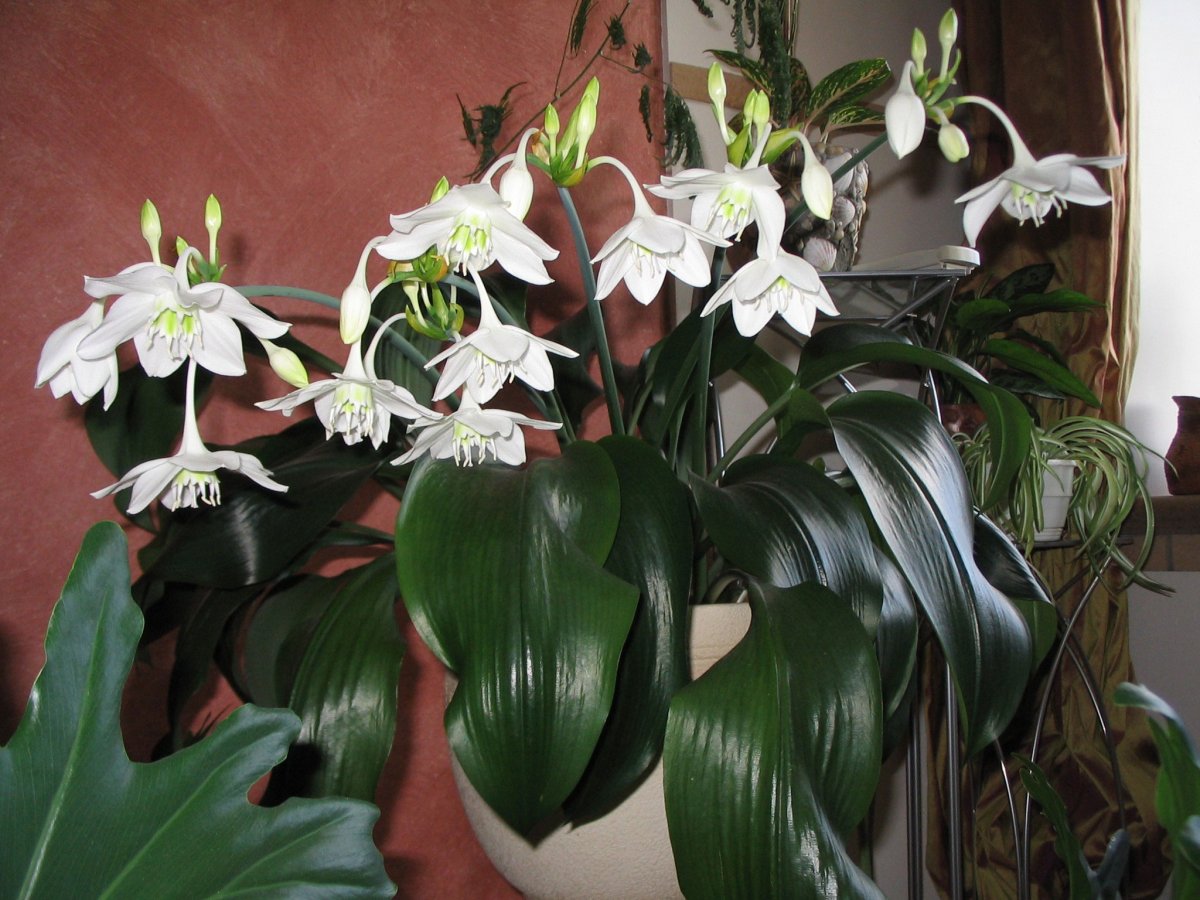 Эухарис Amazonica