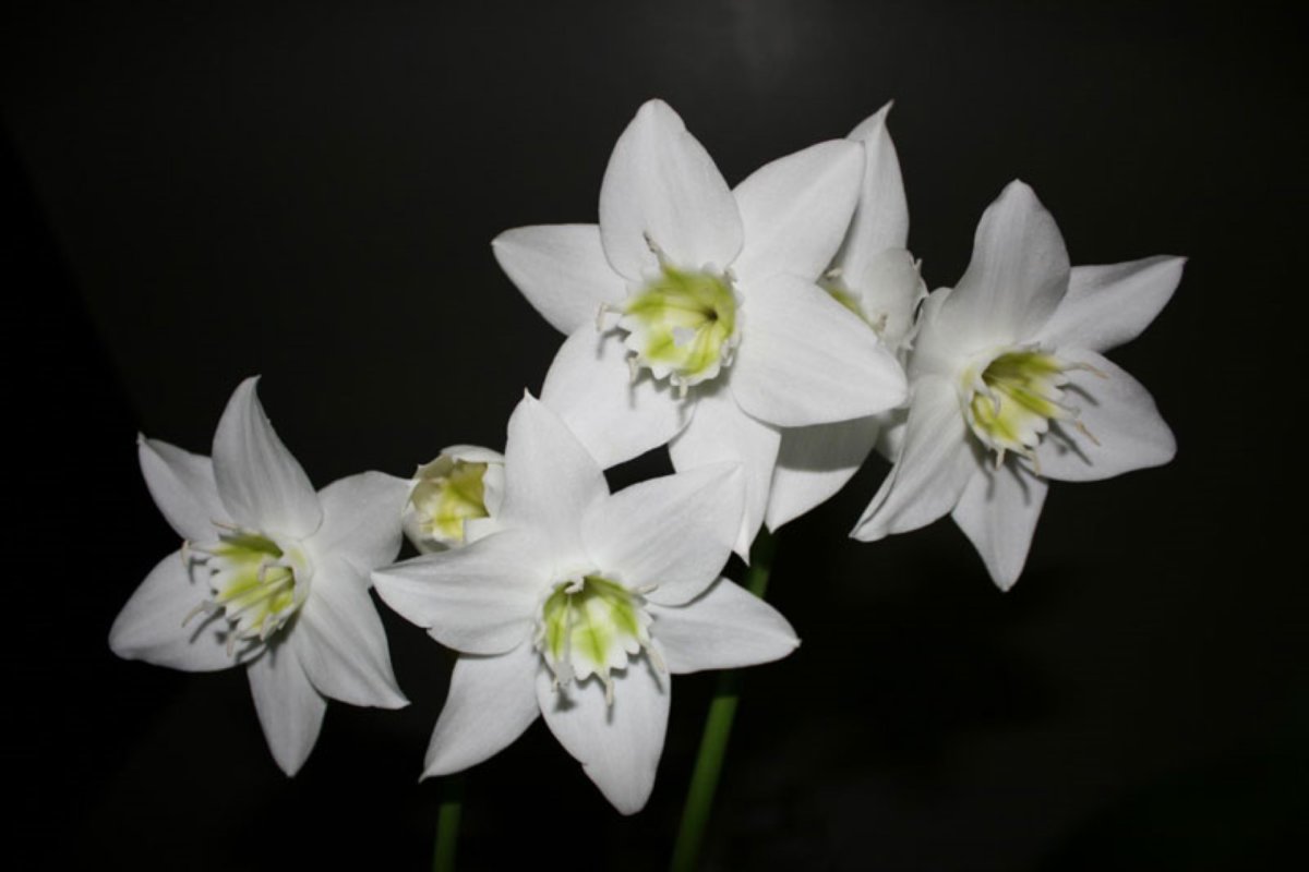 Эухарис grandiflora