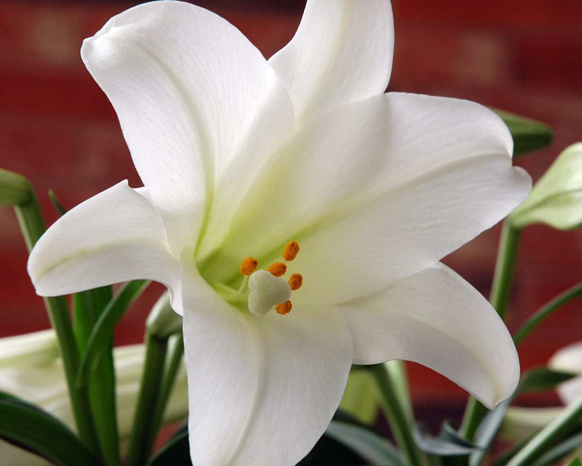 Эухарис grandiflora