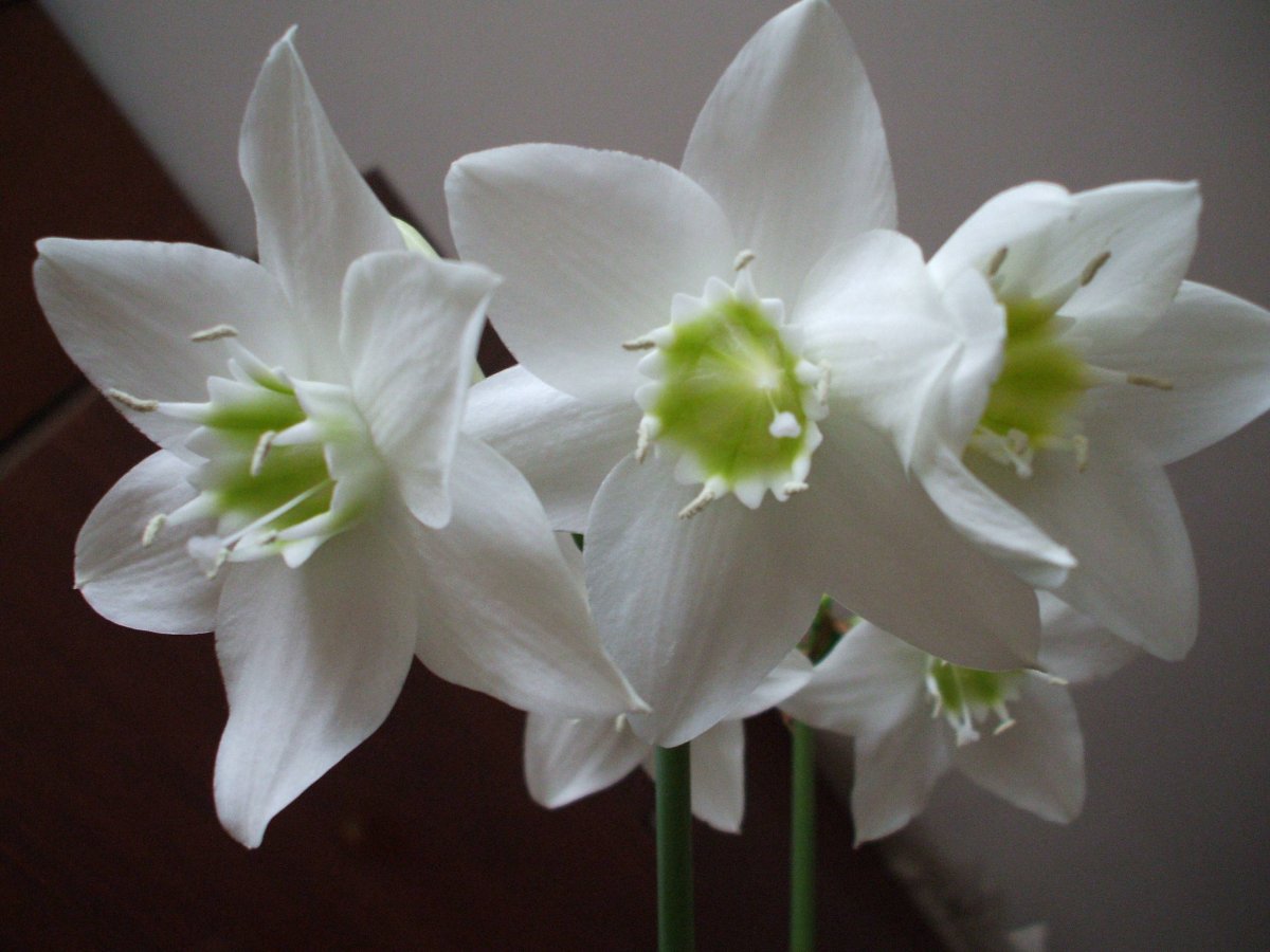 Eucharis Amazonica