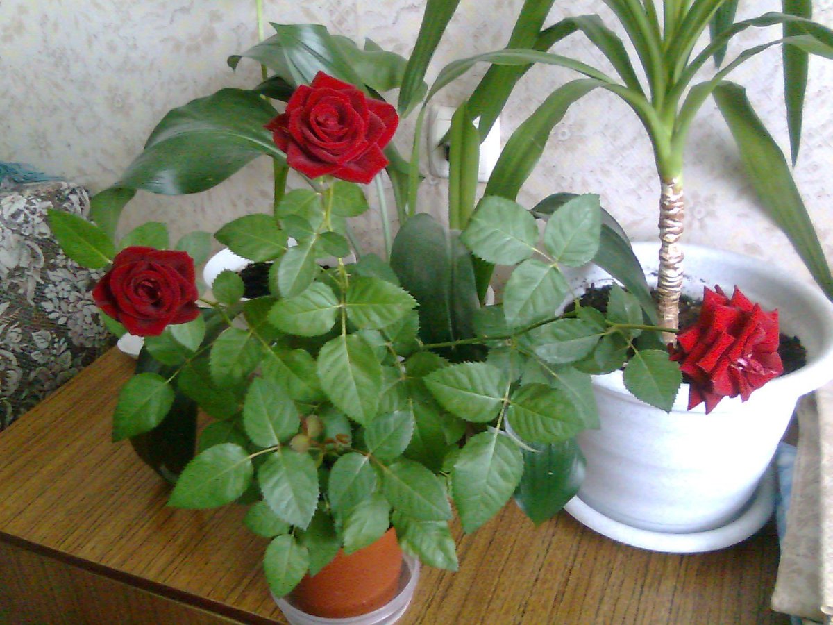 Цветы комнатные розы