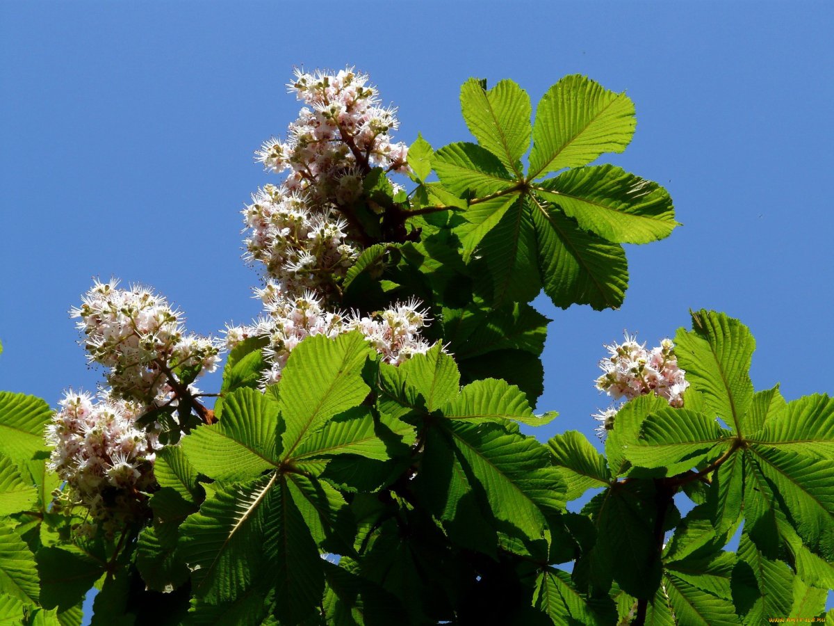 Конский каштан обыкновенный Aesculus hippocastanum