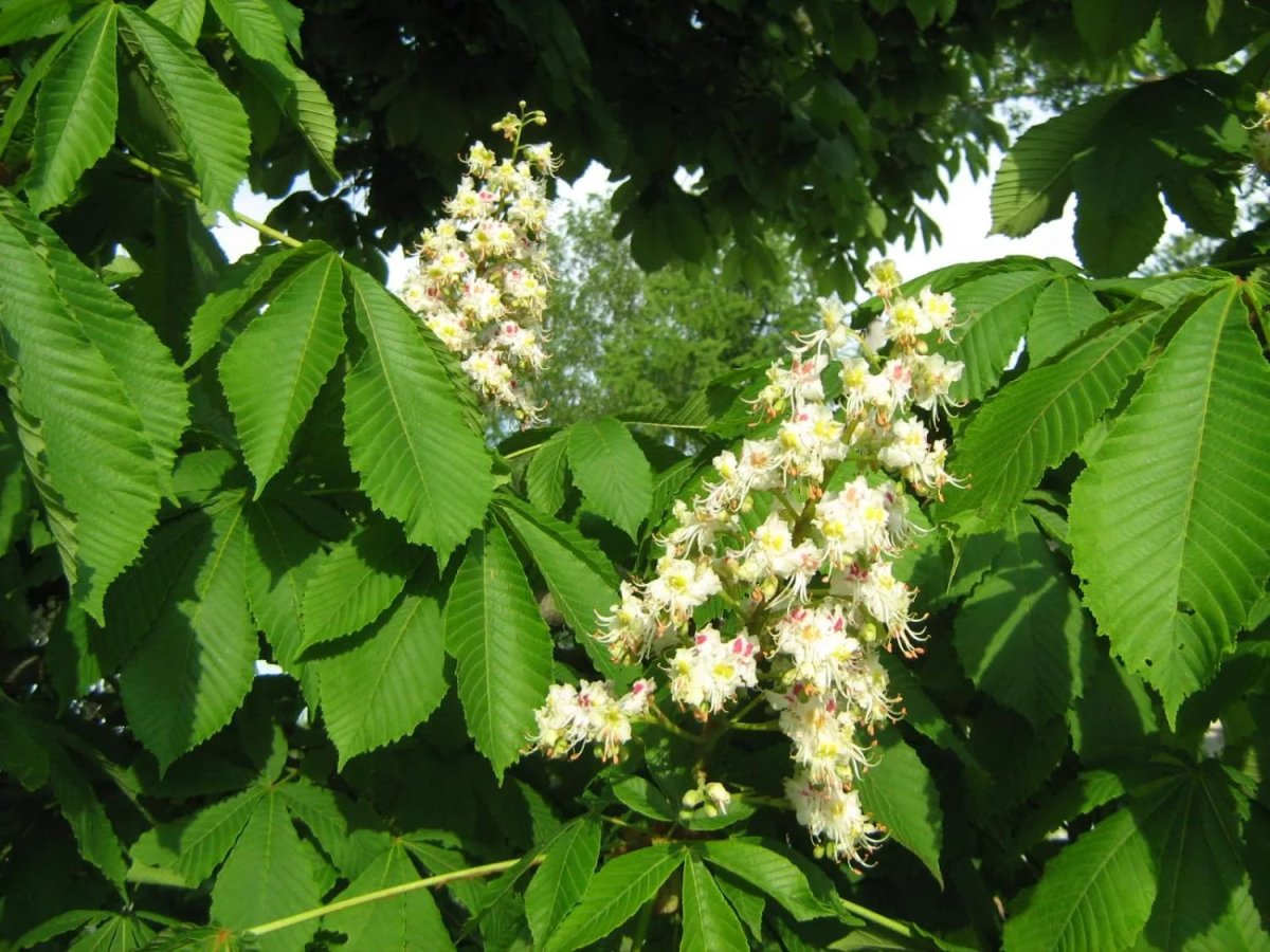 Каштан конский (Aesculus)