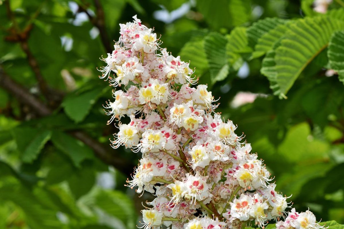 Каштан конский (Aesculus)