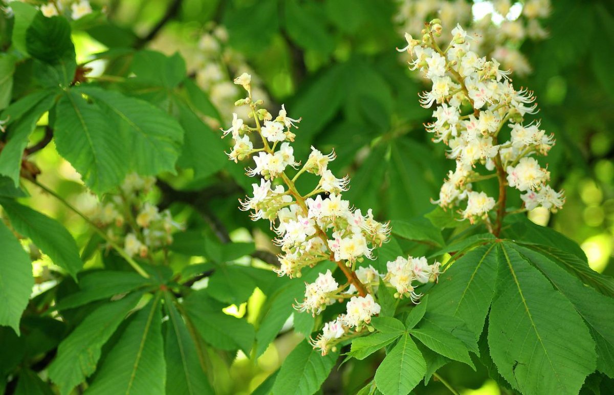 Каштан конский pyramidalis