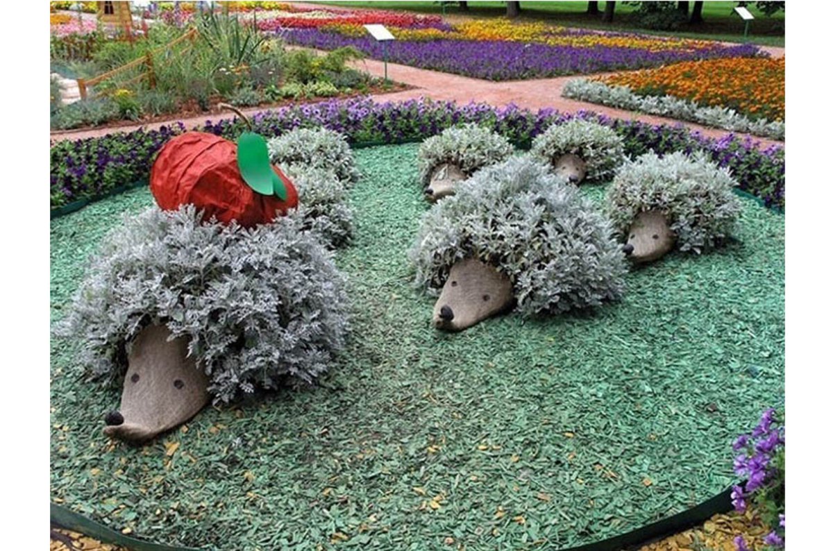 Цинерария в ландшафте