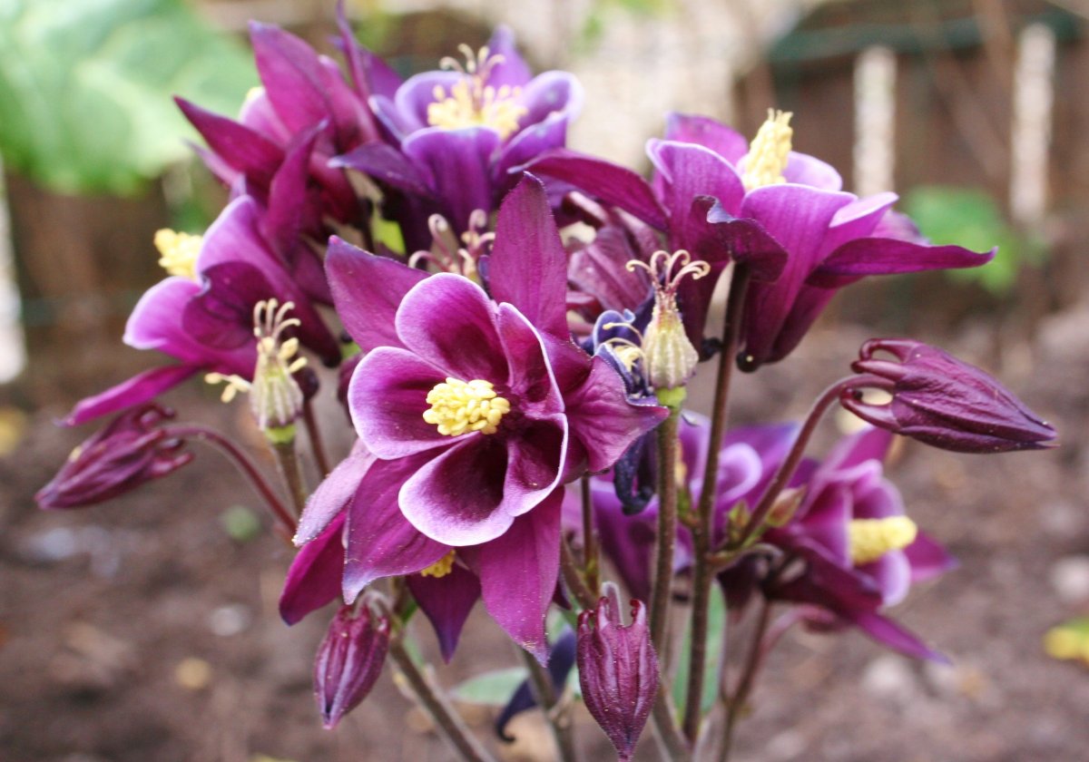 Аквилегия (Aquilegia)