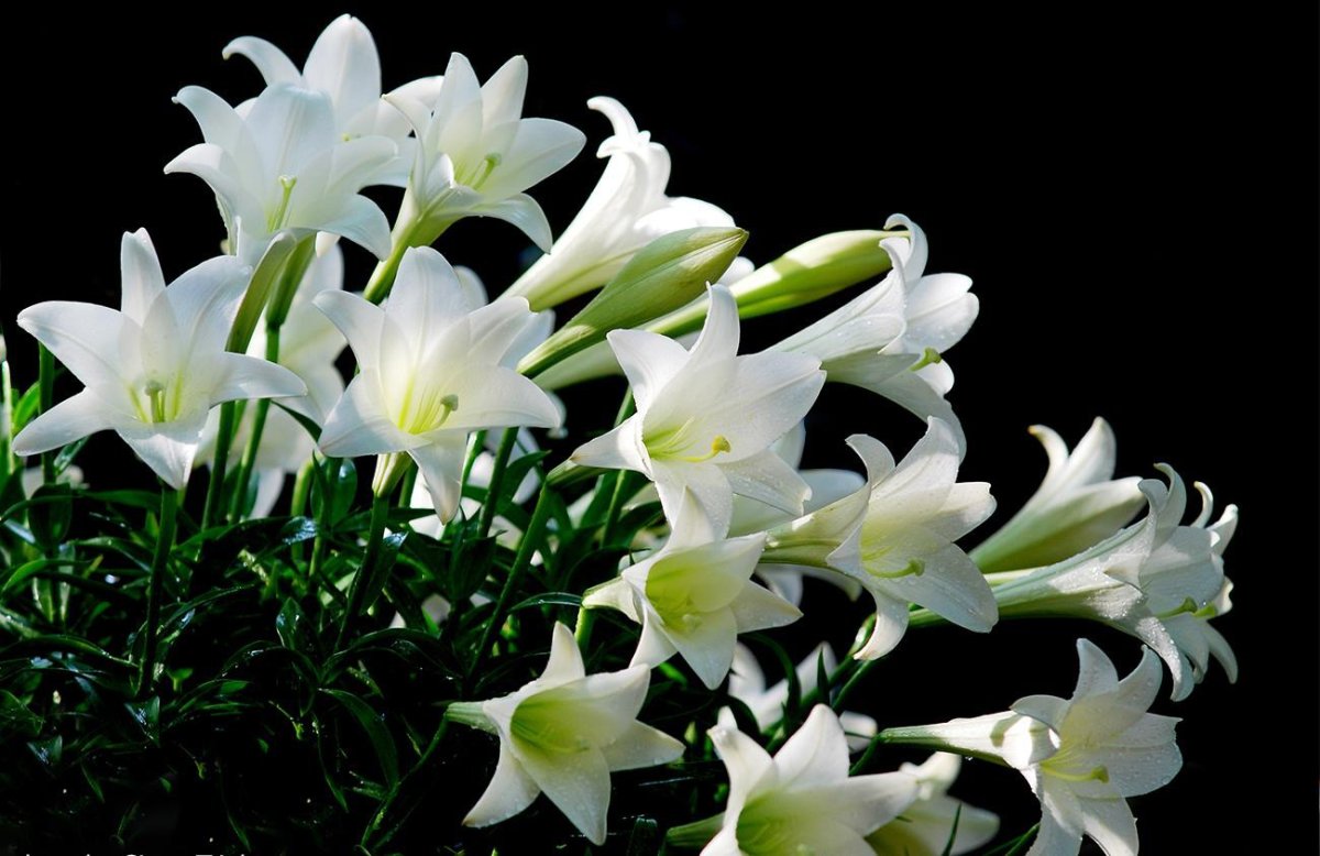 Lily (Лилия)