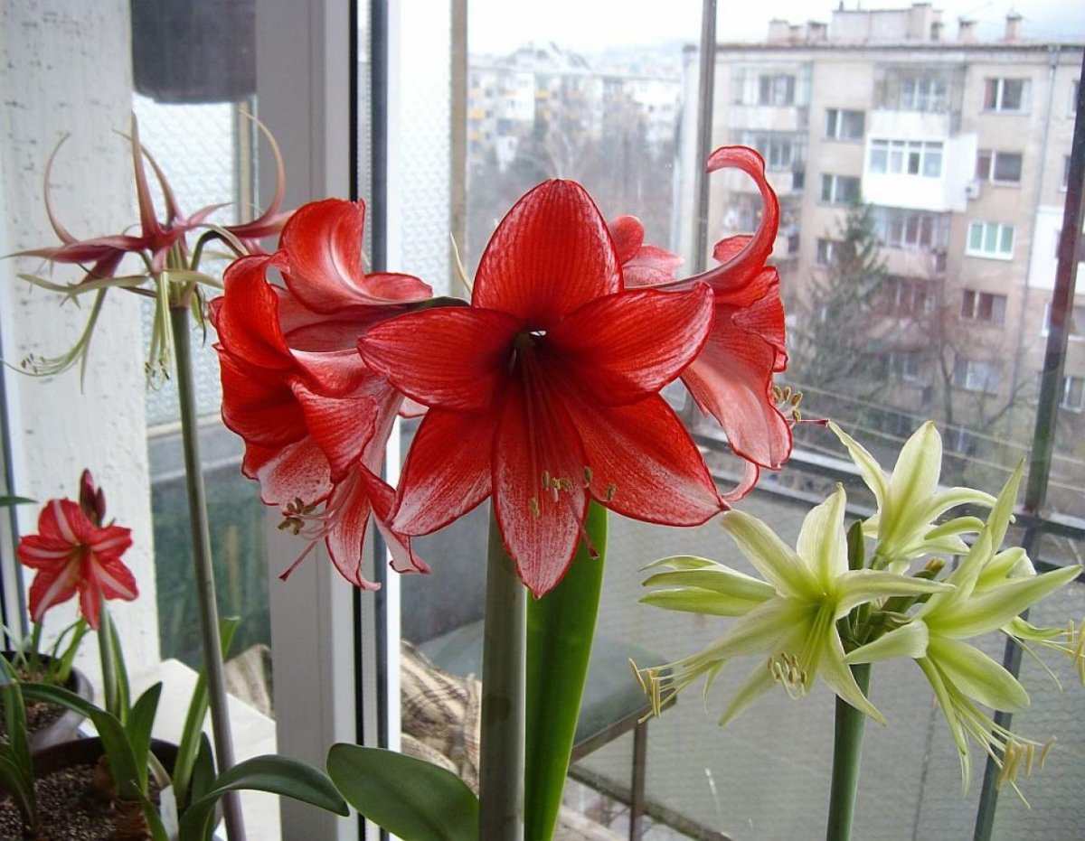Амариллис (комнатная Лилия)
