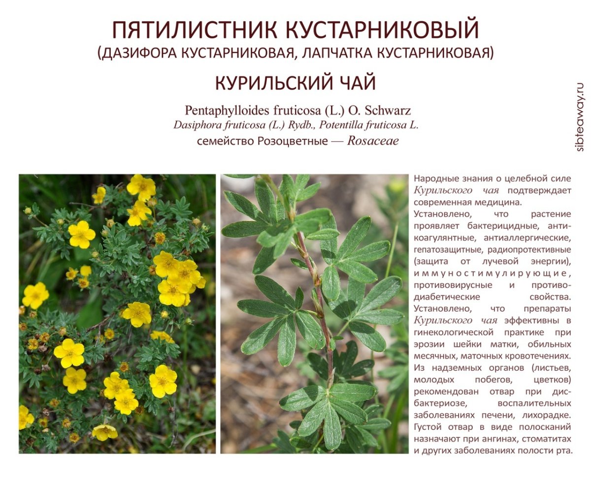 Курильский чай кустарниковый характеристика