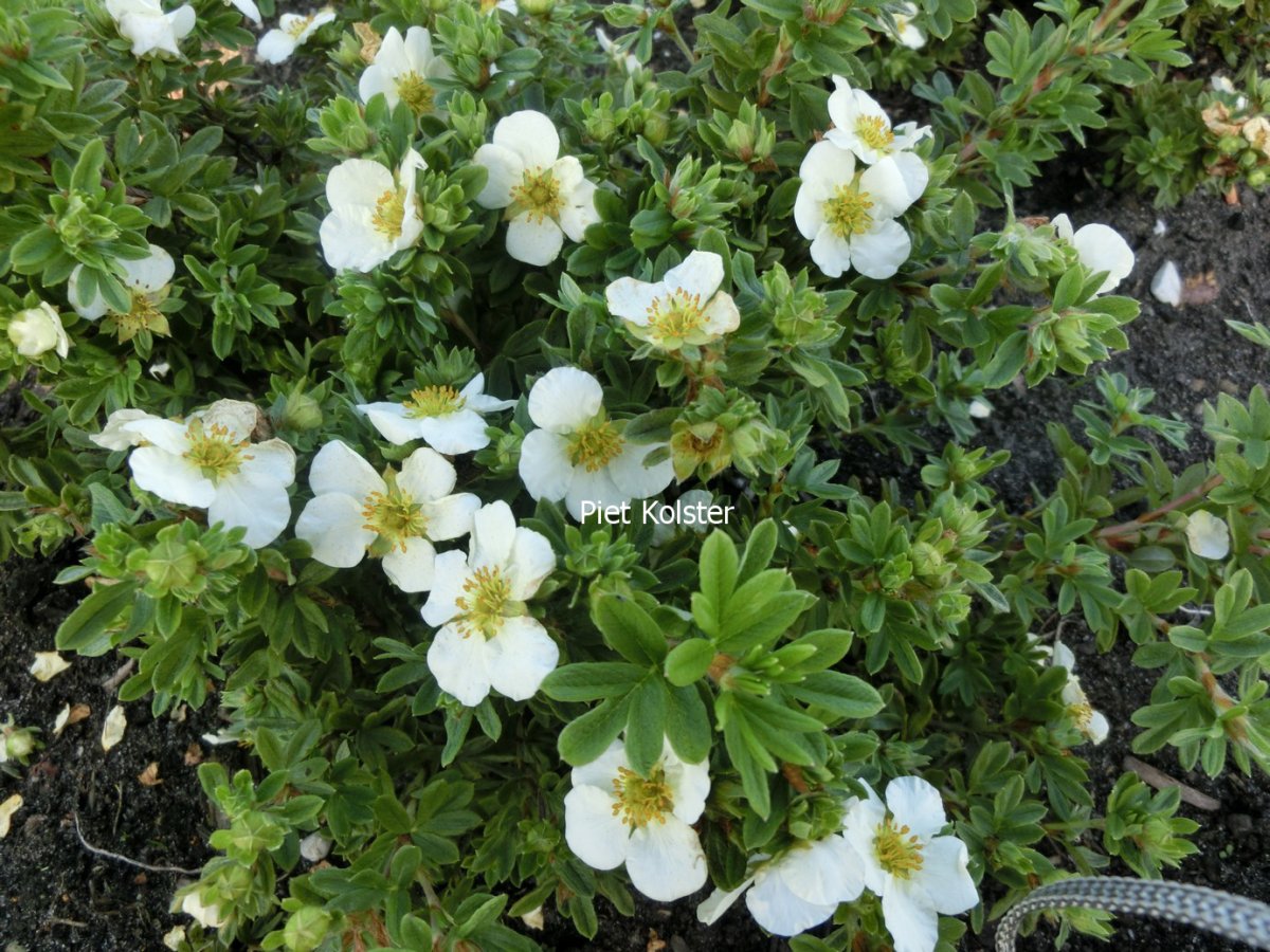Курильский чай Tilford Cream