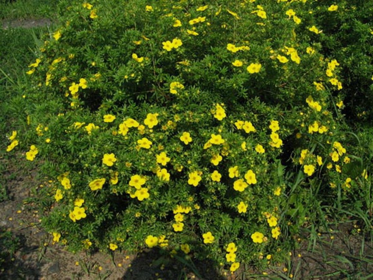 Лапчатка (dasiphora fruticosa