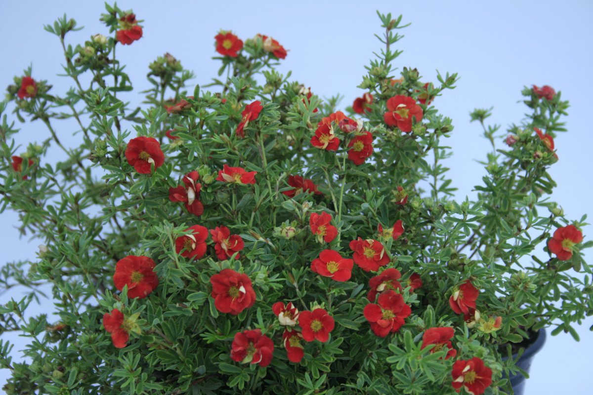 Лапчатка кустарниковая (Potentilla fruticosa Red Ace)