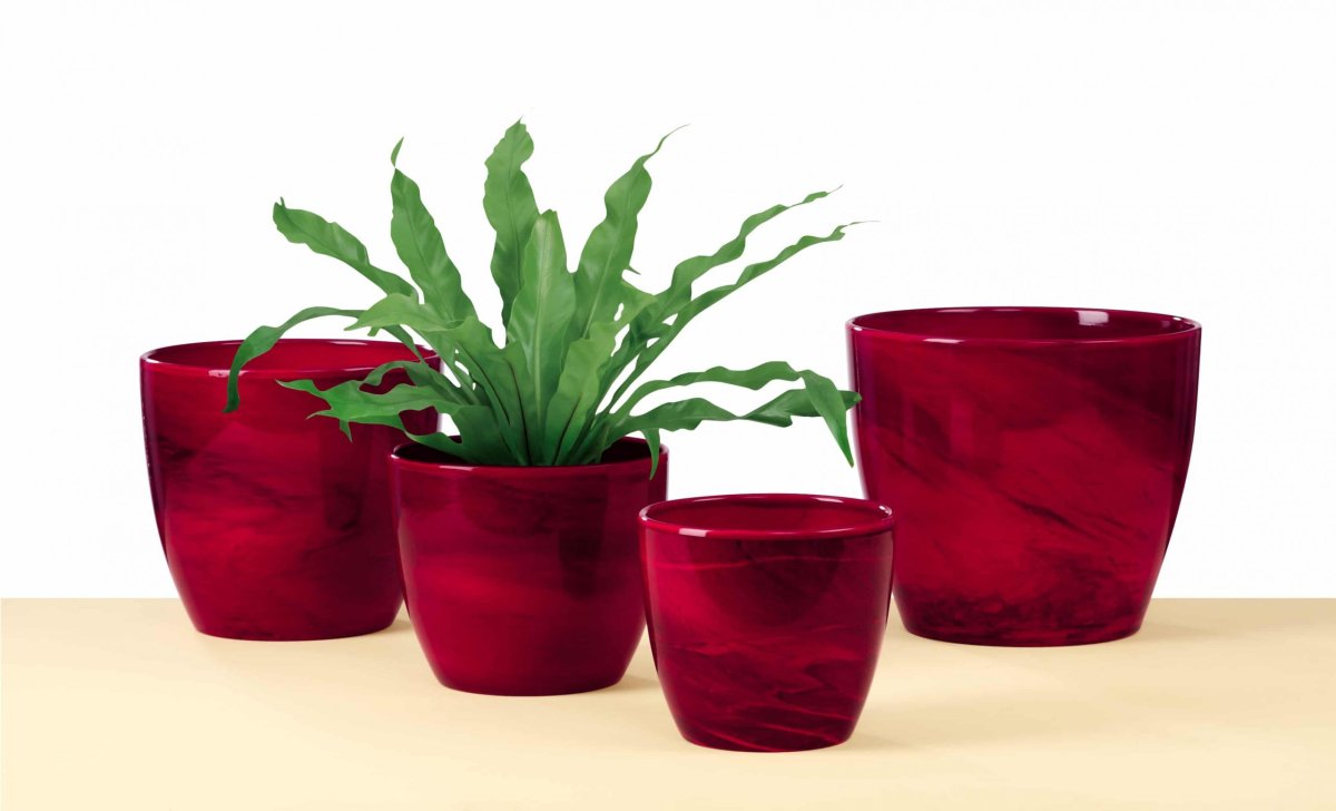 Cactus Pot горшки кактусы Суккуленты