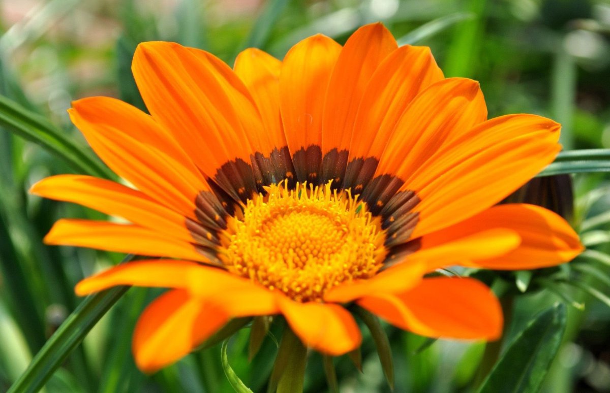 Календула, бархатцы Garden Marigold