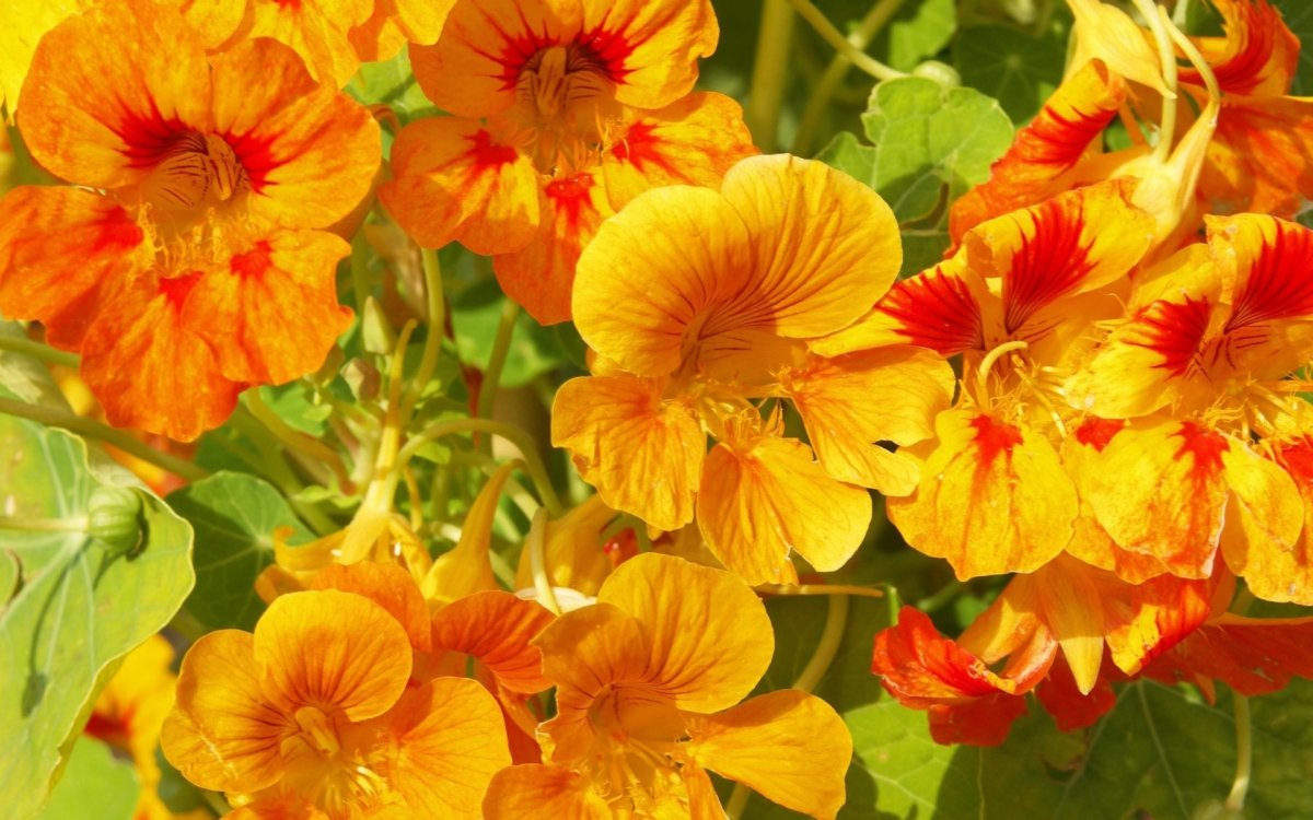 Календула, бархатцы Garden Marigold