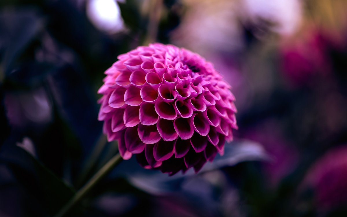 Dahlia Crimson