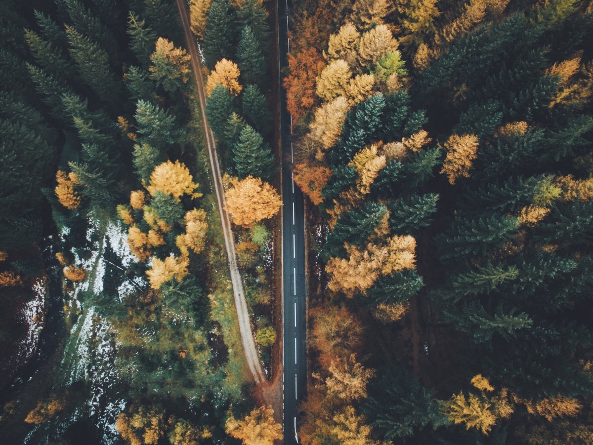 Лес вид сверху